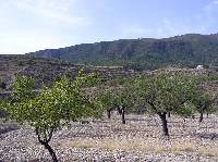 Almendros [Cuesta Alta]