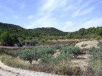 Olivos Entre el Monte