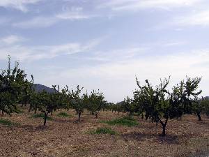 Almendros 