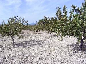 Almendros 