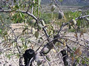 Detalle de un Almendro 