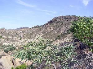 Cerro Runes 