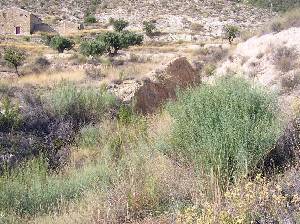 Monte Bajo y Matorral 