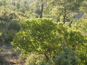 Arbutus unedo. Sierra de la Pila