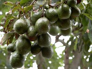 Racimo de aguacates en la planta [Aguacate -Archivo]