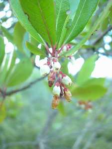 Arbutus unedo.