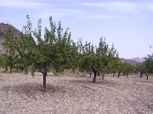 Almendros 