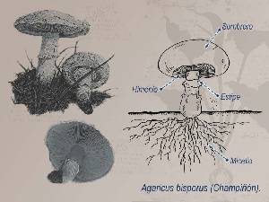Ilustración descriptiva del champiñón 