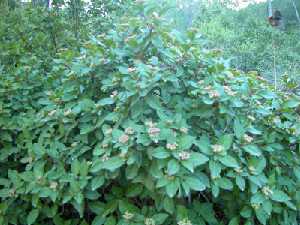 Viburnum Tinus.