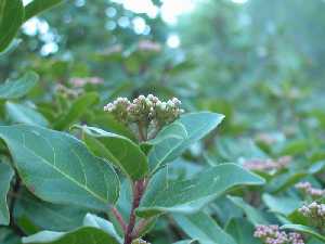 Viburnum tinus.