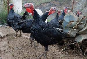 Hembras de pavo negro 