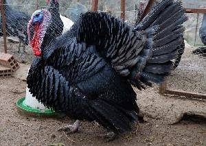 Pavo negro macho [Pavo]