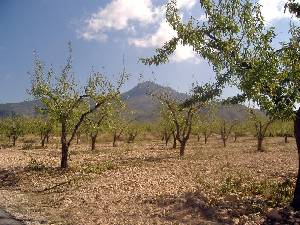 Almendros con El Carche al Fondo 