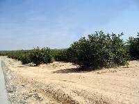 Campo de Limoneros