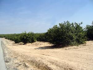 Campo de Limoneros 