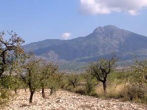 Almendros y Vista de El Carche 