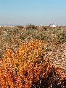 Hbito y hbitat de <em>Asparagus macrorrhizus</em> <br />en Las Encaizadas del Mar Menor