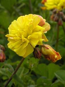 Flores ''dobles'' de vinagrillo (Oxalis pes-caprae)