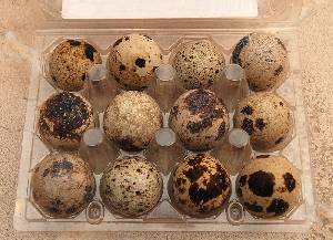 Presentación de huevos de codorniz 
