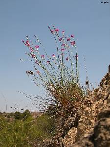 Hábitat y hábito del clavelillo de la Almenara (Dianthus anticarius subsp. saorinii)