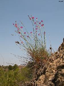 Hbitat y hbito del clavelillo de la Almenara (Dianthus anticarius subsp. saorinii)