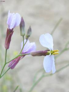 Flor de collejón de los Garres (Moricandia moricandioides subsp. pseudofoetida)
