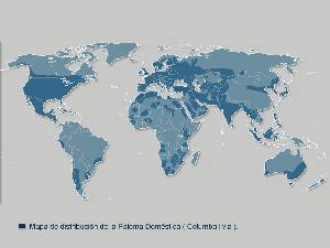Distribución mundial de la paloma doméstica 