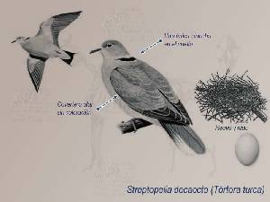 Ilustracin descriptiva de la trtola turca 