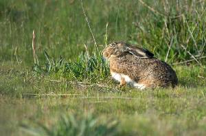 Liebre en el campo 