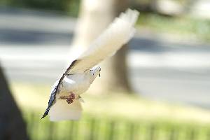 Paloma en vuelo 