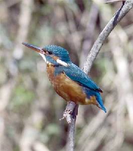 El martn pescador pertenece a la fauna tpica de los arroyos