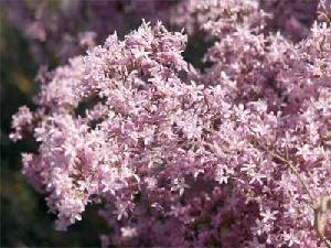 Limonium sp.