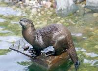 Nutria (Lutra lutra)