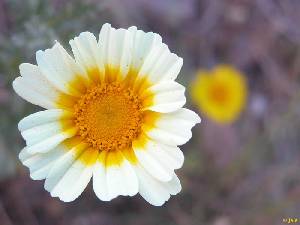''Flor'' de mohino (<em>Chrysanthemum coronarium</em>)