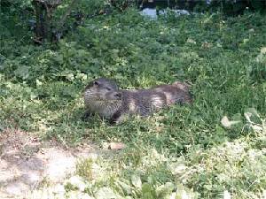 La nutria da nombre al proyecto de voluntariado Lutra