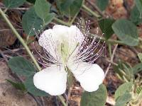 Tapenera (Capparis spinosa)