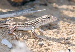 Lagartija colirroja (Acanthodactylus erythrurus)