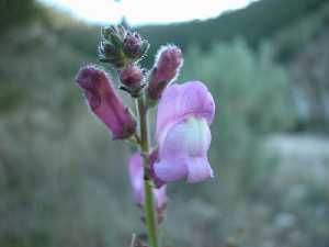 Flor de boca de dragn (Antirrhinum barrelieri). P. R. Sierra de la Pila.