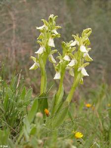 Hbito y hbitat de Orchis collina hipocromticas