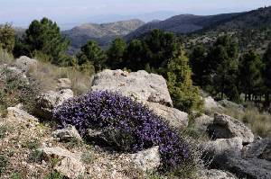 La naturaleza murciana se caracteriza por su gran diversidad vegetal