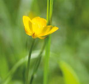 La flora silvestre posee especiales medidas de proteccin