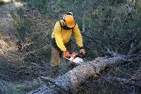 El aumento de recursos humanos es bsico para cumplir los objetivos de proteccin y mantenimiento forestal