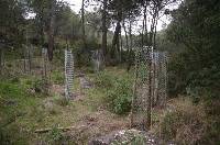 Las labores de reforestacin se llevan a cabo durante todo el ao