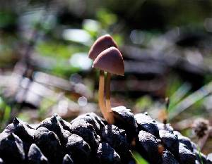 La conservacin de la biodiversidad es prioritaria en los planes de ordenacin forestal