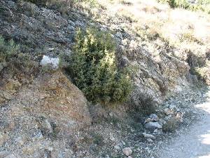 Las calizas del Jursico han cabalgado sobre las margas cretcicas. En la foto se observa la base de esa gran fractura donde las rocas, aunque duras, estn rotas por ese brutal movimiento tectnico