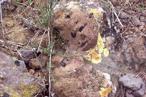 Detalle de los xenolitos de hornblenda en los basaltos