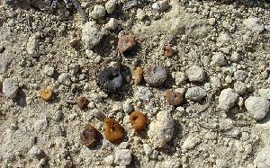 Detalle de las margas cretcicas donde se observan conchas de ammonites piritizados
