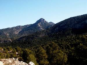 Pinar de repoblacin en Sierra Espua