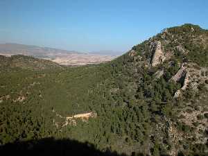 Sierra de La Pila. Bosque de pinar.