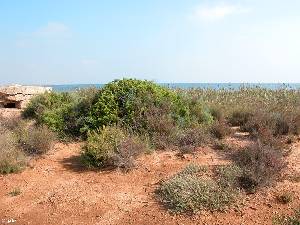 Hábito y hábitat del cambrón (Lycium intricatum) en la estepa salina de la Marina del Carmolí